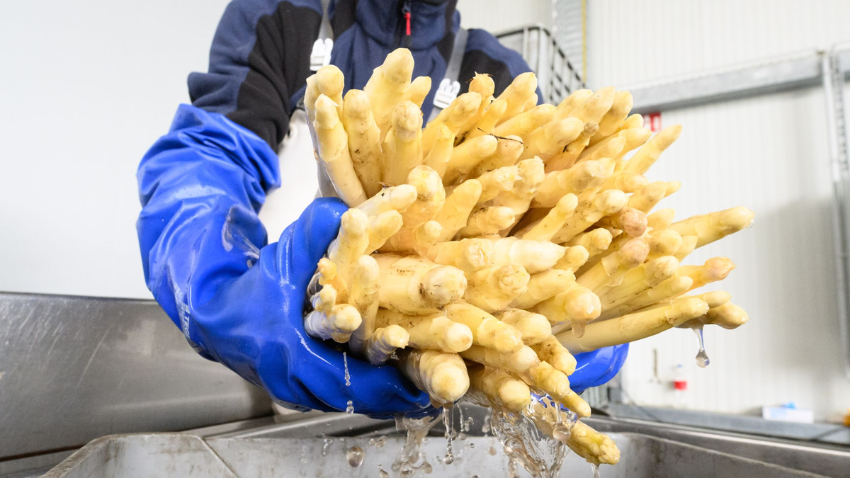 Ein Erntehelfer arbeitet auf dem Spargelhof Heuer in der Region Hannover. - Foto: Julian Stratenschulte/dpa