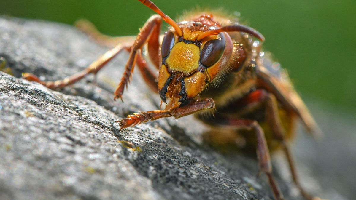 Hornissen sind laut einer Expertin «sehr friedfertig und stechen nur, wenn sie massiv gestört oder verfolgt werden». - Foto: Patrick Pleul/dpa-Zentralbild/dpa