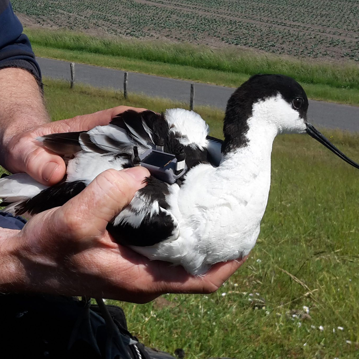 Ein Säbelschnäbler trägt einen maximal neun Gramm schweren GPS-Datenlogger auf seinem Rücken. - Foto: Henriette Schwemmer/LKN.SH/dpa