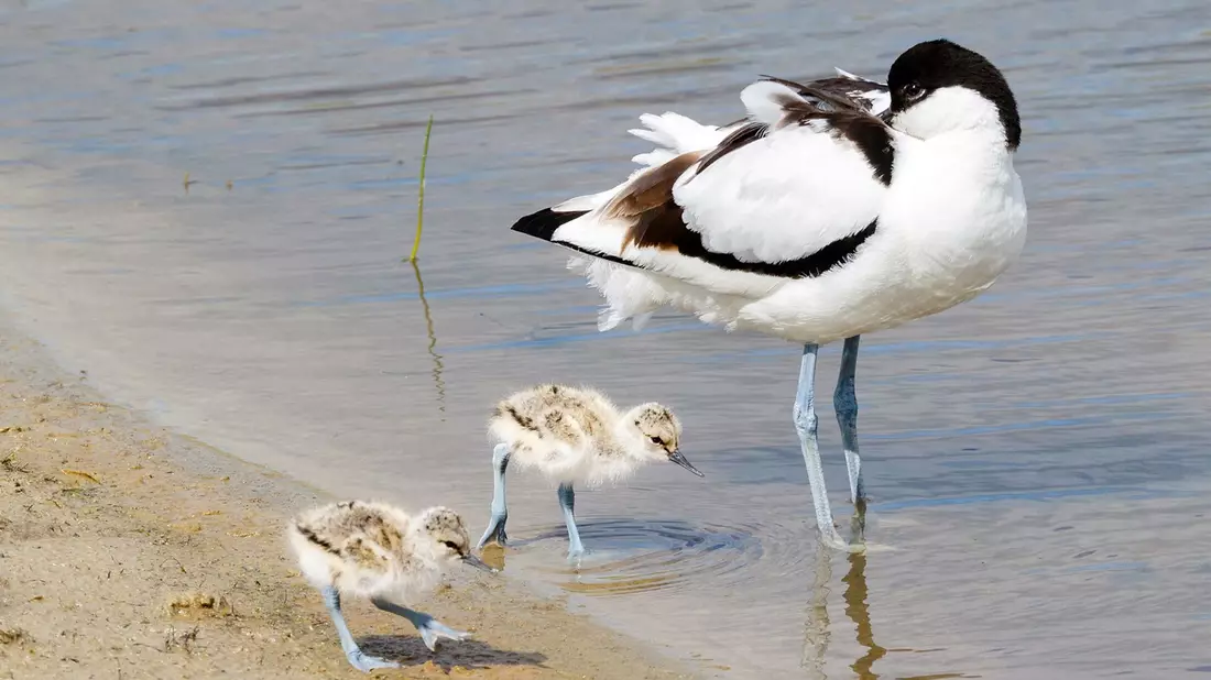 Ein Säbelschnäbler und zwei Küken laufen am Strand des Wattenmeeres in Schleswig-Holstein. Inzwischen brüten nur noch weniger als 5000 - Bild: Christian Wiedemann/LKN.SH/dpa