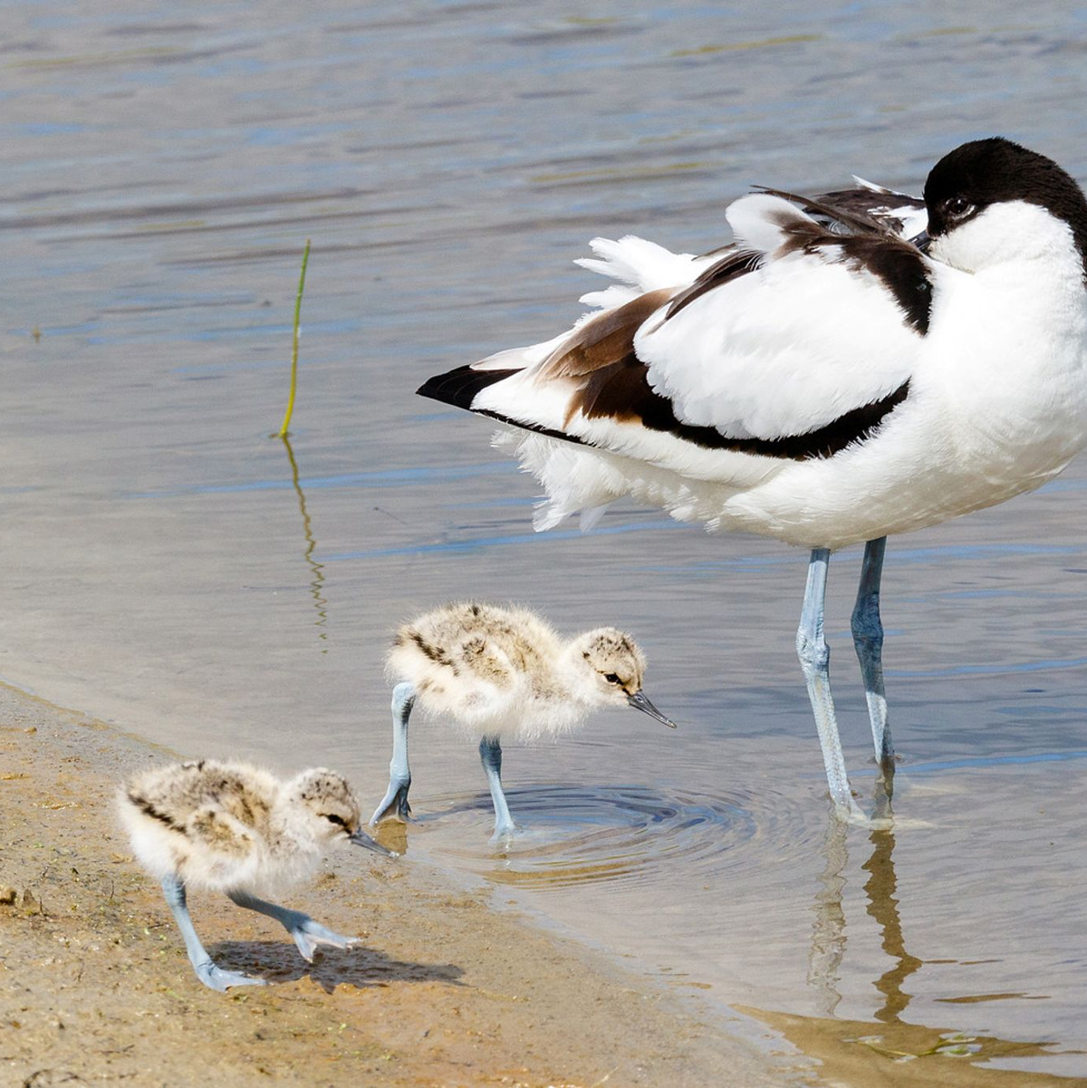 Ein Säbelschnäbler und zwei Küken laufen am Strand des Wattenmeeres in Schleswig-Holstein. Inzwischen brüten nur noch weniger als 5000 - Foto: Christian Wiedemann/LKN.SH/dpa
