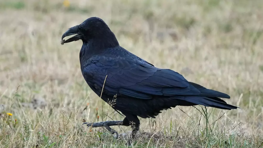 Ein Rabe (Corvidae) spaziert im brandenburgischen Wildpark Schorfheide mit Futter im Schnabel über eine Wiese. - Bild: Soeren Stache/dpa