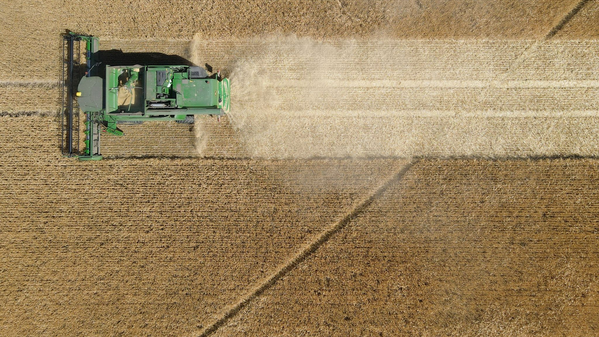 Ein Mähdrescher erntet Wintergerste im brandenburgischen Dahme/Mark. - Foto: Patrick Pleul/dpa