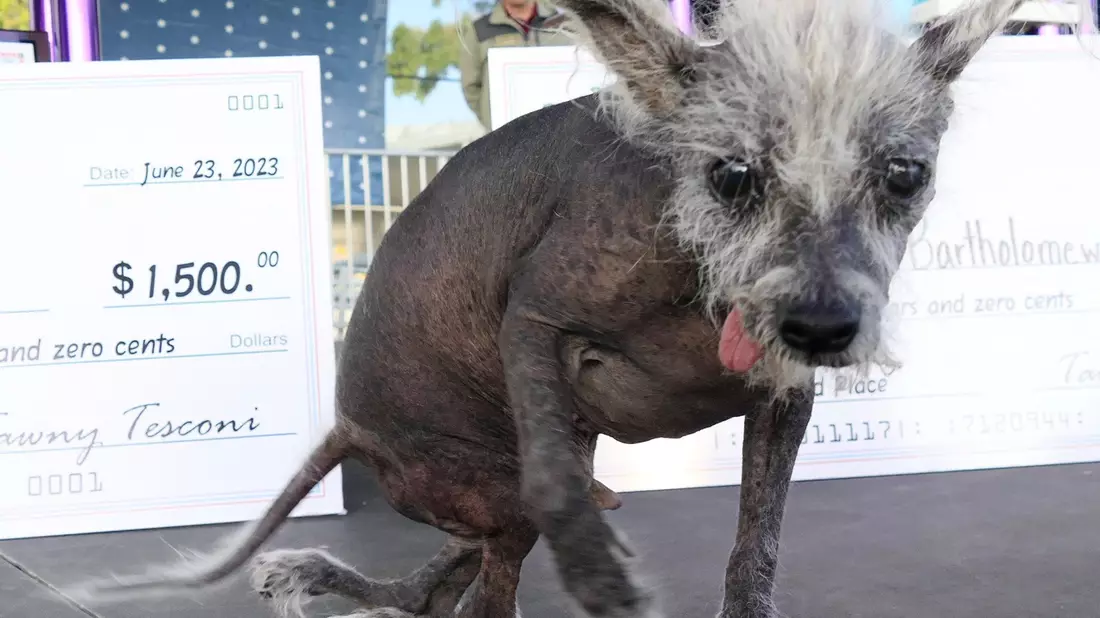 Der Sieger: Scooter, ein siebenjähriger chinesischer Schopfhund. - Bild: Barbara Munker/dpa