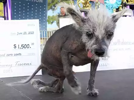 Der Sieger: Scooter, ein siebenjähriger chinesischer Schopfhund. - Foto: Barbara Munker/dpa