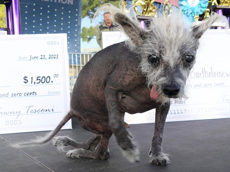Der Sieger: Scooter, ein siebenjähriger chinesischer Schopfhund. - Foto: Barbara Munker/dpa