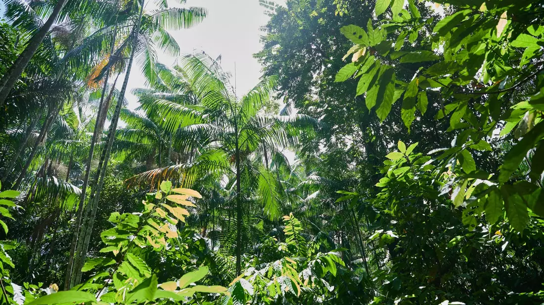 Besonders stark ist weiterhin der Regenwald in Brasilien von Zerstörung betroffen. - Bild: Annette Riedl/dpa
