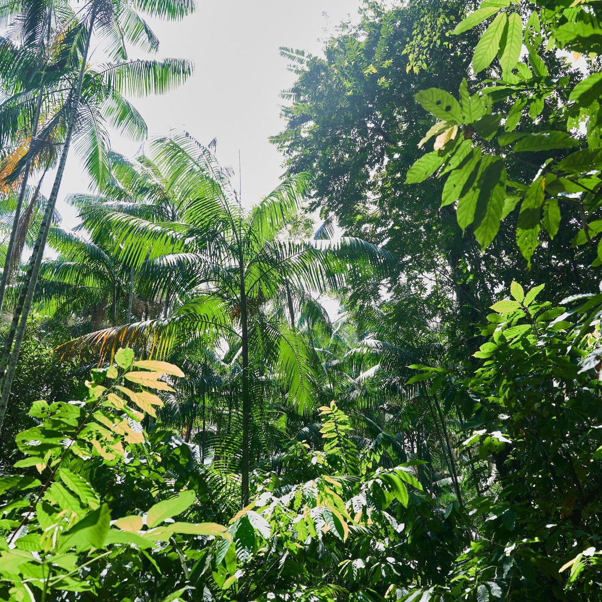 Unter Präsident Lula gibt es Fortschritte - aber dennoch viel Zerstörung. (Archivbild) - Foto: Annette Riedl/dpa