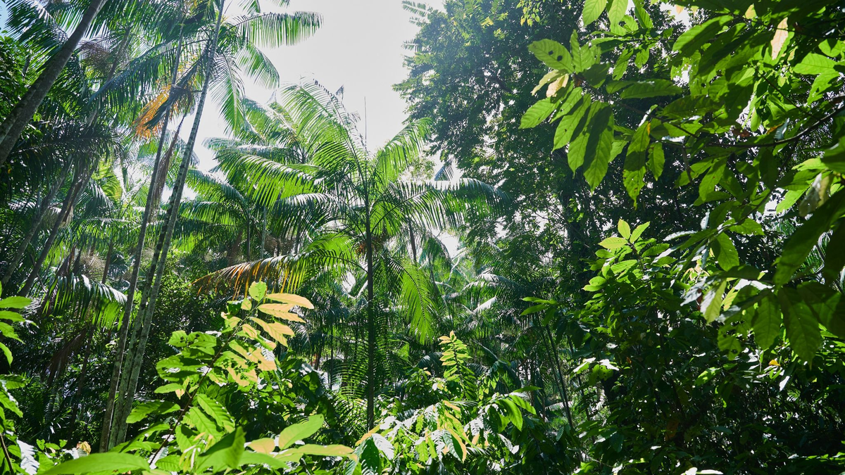 Besonders stark ist weiterhin der Regenwald in Brasilien von Zerstörung betroffen. - Foto: Annette Riedl/dpa