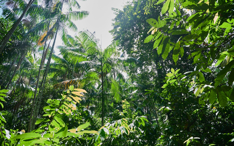 Unter Präsident Lula gibt es Fortschritte - aber dennoch viel Zerstörung. (Archivbild) - Foto: Annette Riedl/dpa