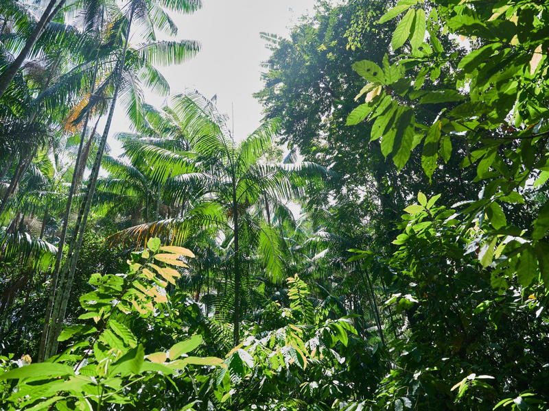 Besonders stark ist weiterhin der Regenwald in Brasilien von Zerstörung betroffen. - Foto: Annette Riedl/dpa
