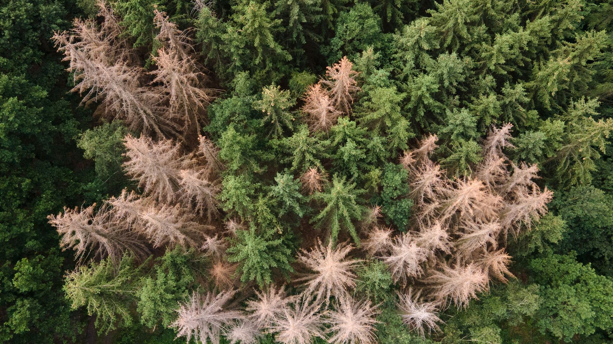 Schädlinge sind meist die Übeltäter für Schadholzeinschlag: Vom Borkenkäfer befallene Fichten stehen in einem Waldstück am Rande der Sächsischen Schweiz. - Foto: Sebastian Kahnert/dpa-Zentralbild/dpa