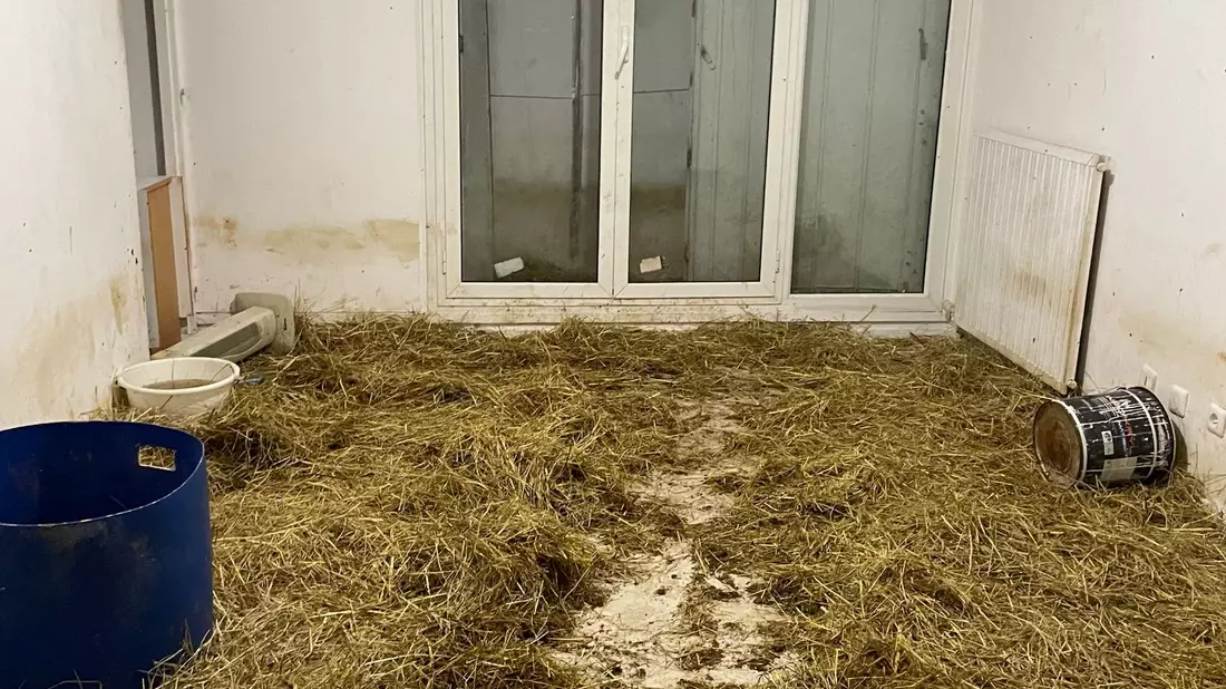 In dieser Sozialwohnung in Nizza sind 40 Schafe entdeckt worden. - Bild: Côte d’Azur Habitat/dpa