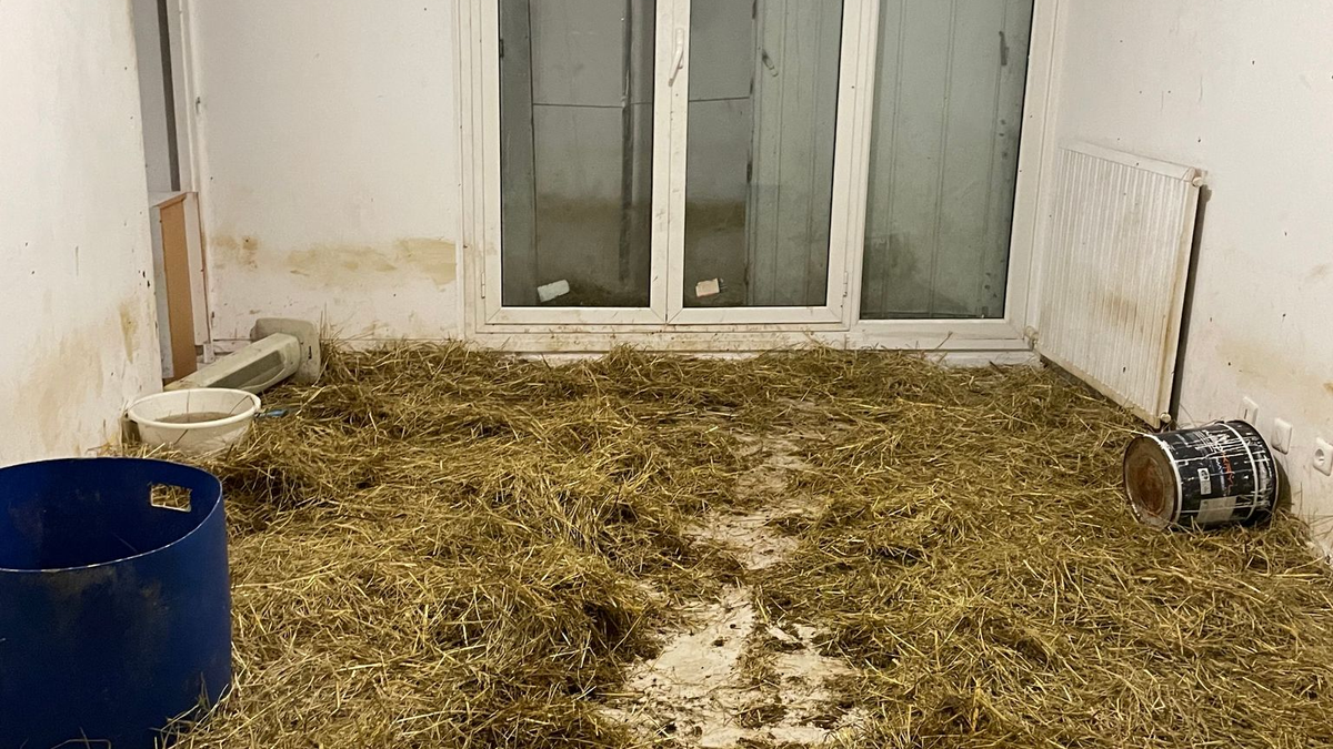 In dieser Sozialwohnung in Nizza sind 40 Schafe entdeckt worden. - Foto: Côte d’Azur Habitat/dpa