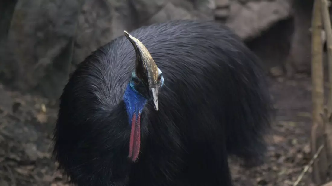 Ein Helmkasuar (Casuarius casuarius) Zoo von Sydney. Es handelt sich um die drittgrößten Laufvögel der Erde. - Bild: WILD LIFE Sydney Zoo/Carola Frentzen/dpa