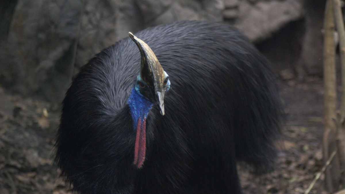 Ein Helmkasuar (Casuarius casuarius) Zoo von Sydney. Es handelt sich um die drittgrößten Laufvögel der Erde. - Foto: WILD LIFE Sydney Zoo/Carola Frentzen/dpa