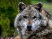 In Bremen war im Oktober ein Wolf gesichtet worden. (Symbolbild) - Foto: Sina Schuldt/dpa