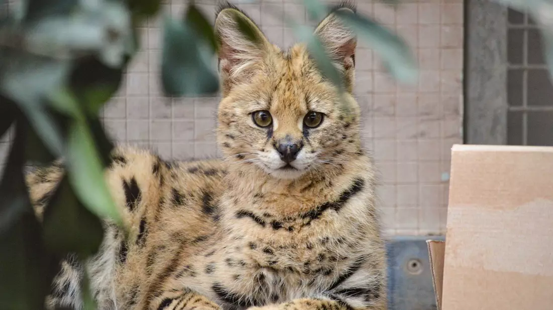 Der Serval ist eine afrikanische Raubkatze. - Bild: Sabine Tomas/Wilhelma Stuttgart/dpa
