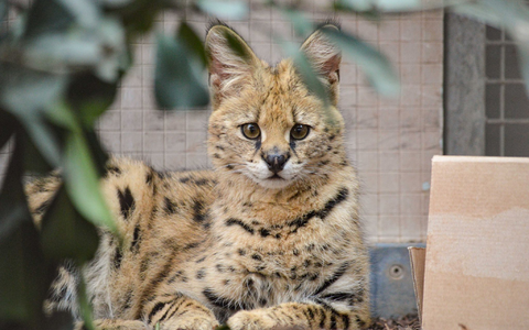 Der Serval ist eine afrikanische Raubkatze. - Foto: Sabine Tomas/Wilhelma Stuttgart/dpa