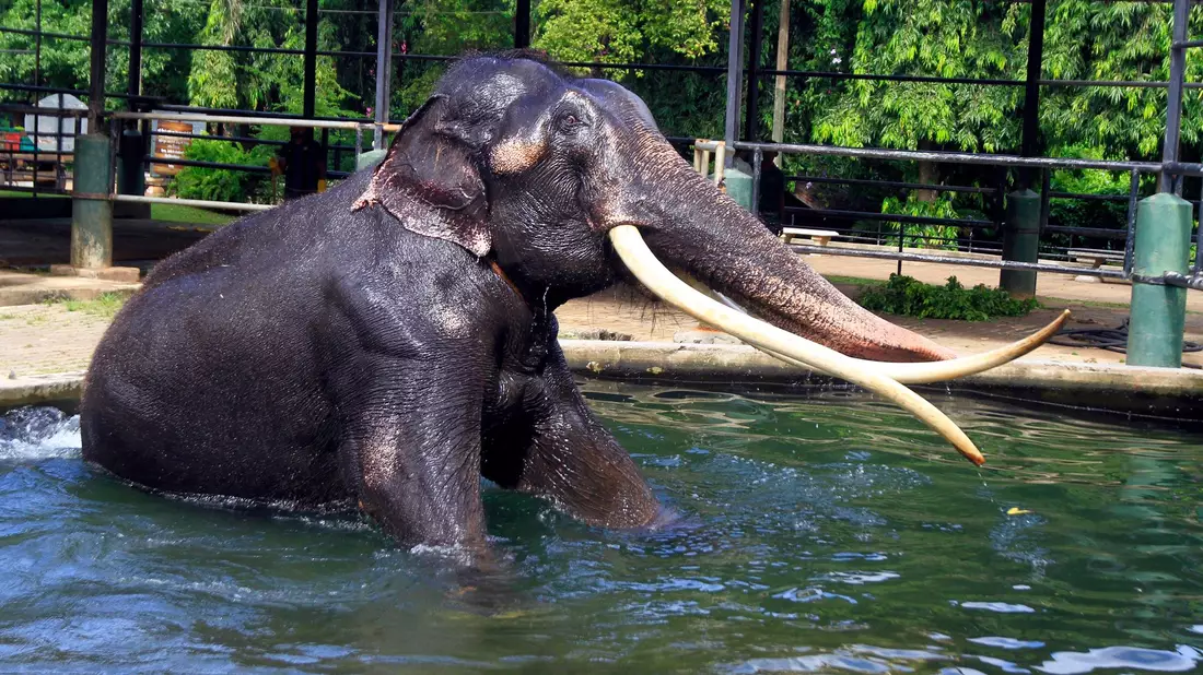 Elefant Sak Surin nimmt ein Bad im Dehiwala Zoo in Sri Lanka. - Bild: I. Uphul/Zoo Dehiwala/dpa