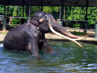 Elefant Sak Surin nimmt ein Bad im Dehiwala Zoo in Sri Lanka. - Foto: I. Uphul/Zoo Dehiwala/dpa