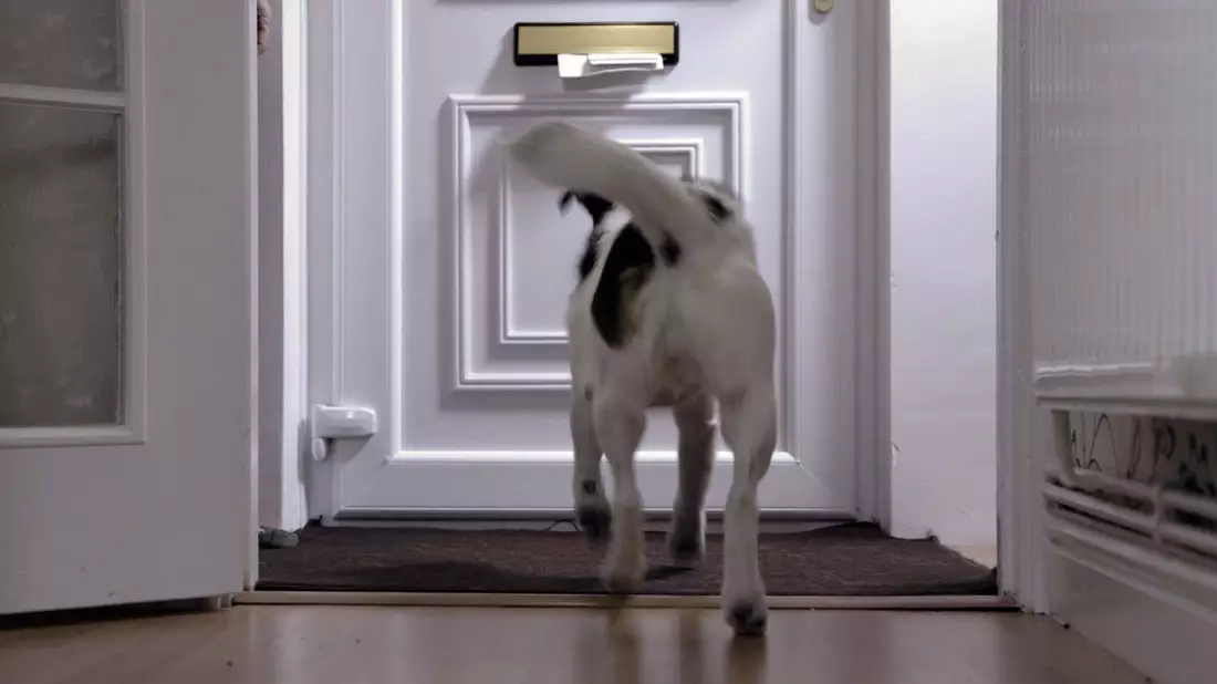 Die Anzahl der Hundeattacken auf «Posties» ist in Großbritannien gestiegen. - Bild: Royal Mail/PA Media/dpa