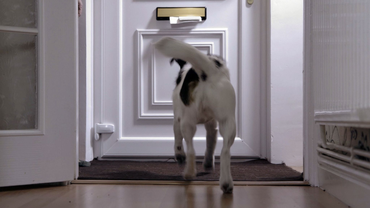 Die Anzahl der Hundeattacken auf «Posties» ist in Großbritannien gestiegen. - Foto: Royal Mail/PA Media/dpa