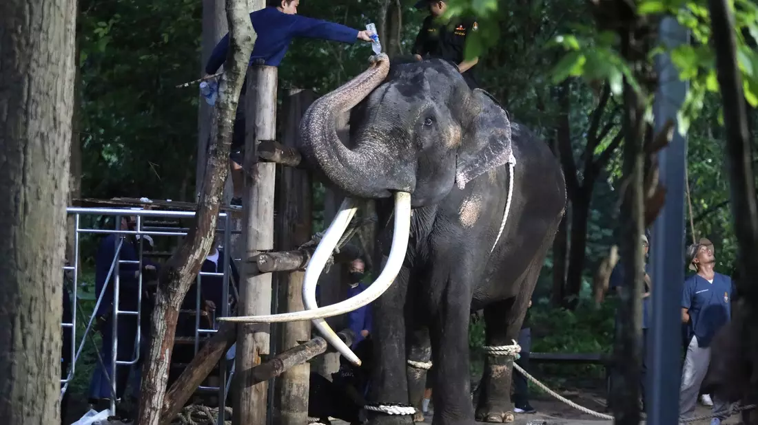 Ein Tierarzt gibt dem Elefanten Sak Surin Wasser. - Bild: Nareerat Chaywichain/AP/dpa