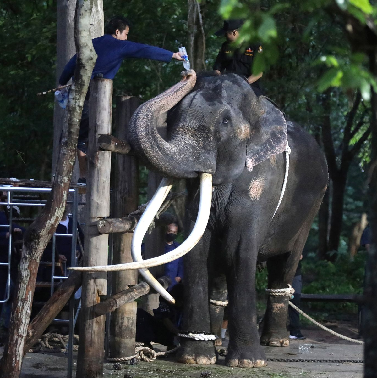 Ein Tierarzt gibt dem Elefanten Sak Surin Wasser. - Foto: Nareerat Chaywichain/AP/dpa
