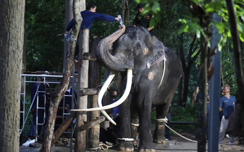 Ein Tierarzt gibt dem Elefanten Sak Surin Wasser. - Foto: Nareerat Chaywichain/AP/dpa