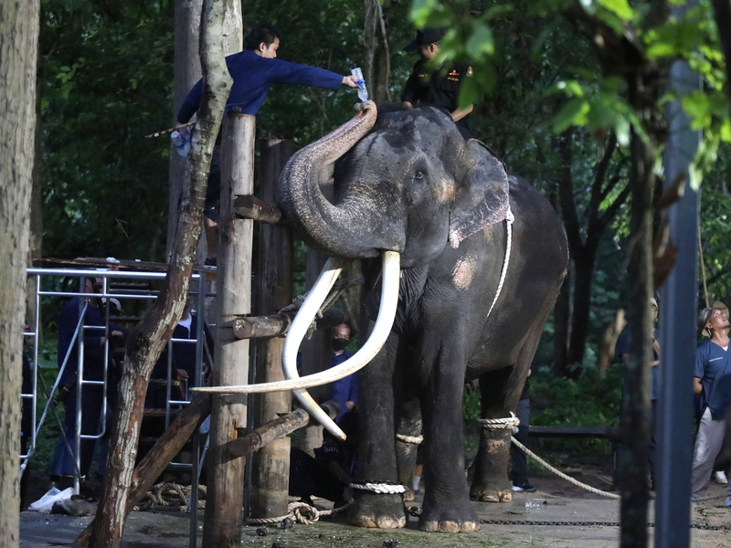 Ein Tierarzt gibt dem Elefanten Sak Surin Wasser. - Foto: Nareerat Chaywichain/AP/dpa