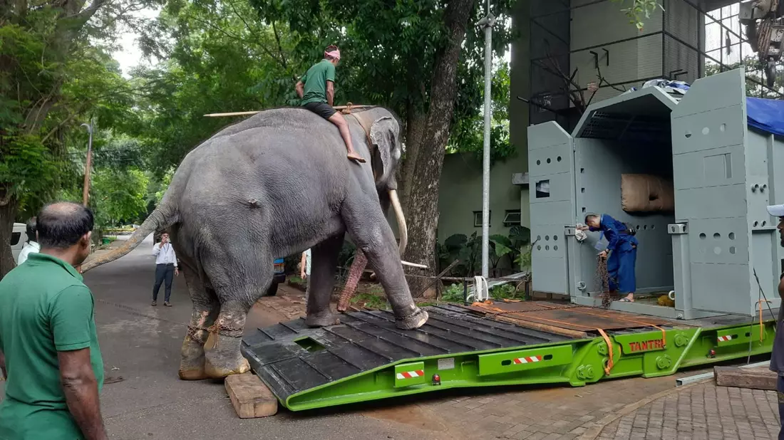 Elefantentreiber üben mit dem Elefant vor dem Transport das In-die-Box-steigen im Dehiwala Zoo in Colombo. - Bild: Uphul/Zoo Dehiwala/dpa