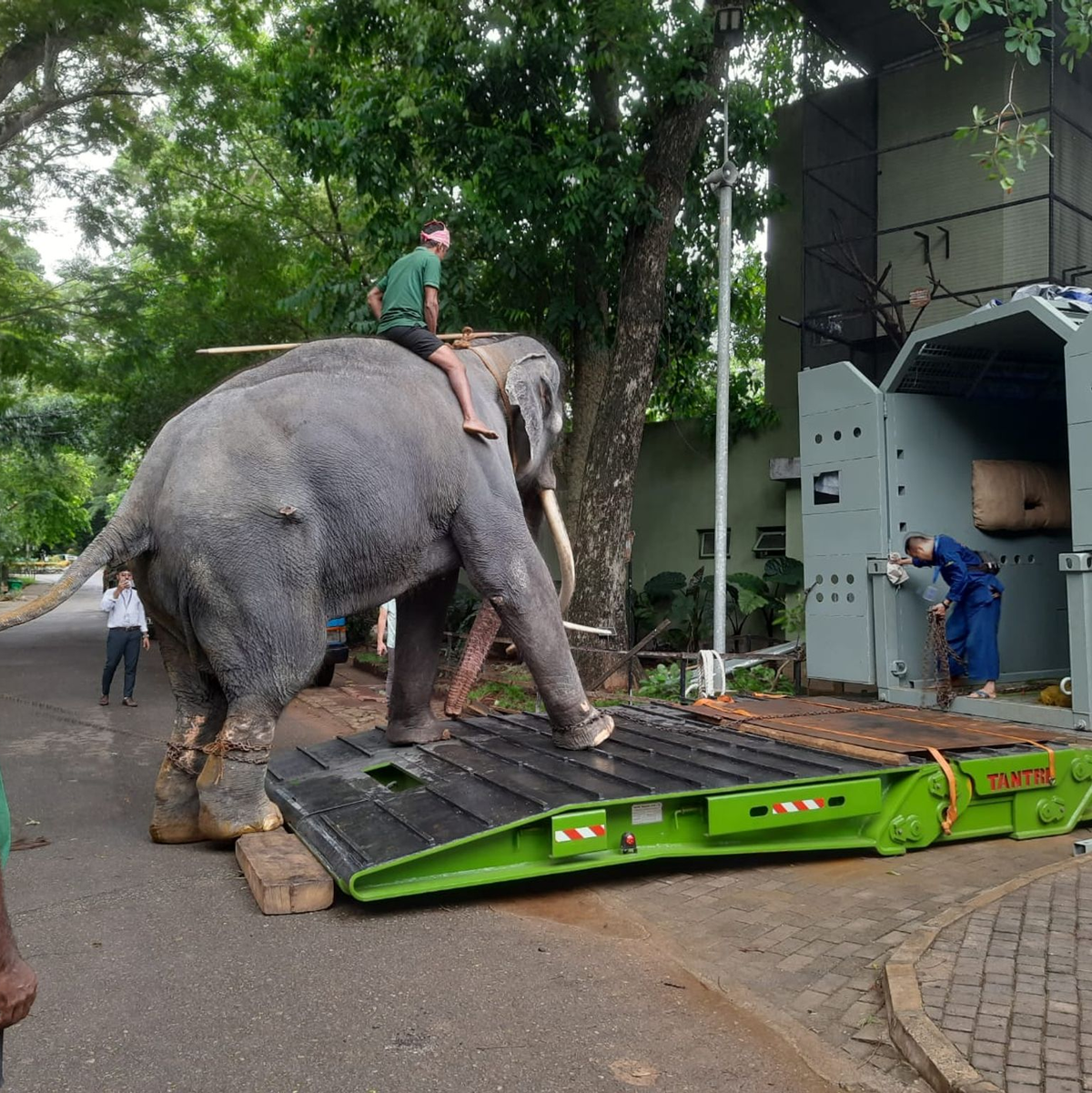 Elefantentreiber üben mit dem Elefant vor dem Transport das In-die-Box-steigen im Dehiwala Zoo in Colombo. - Foto: Uphul/Zoo Dehiwala/dpa