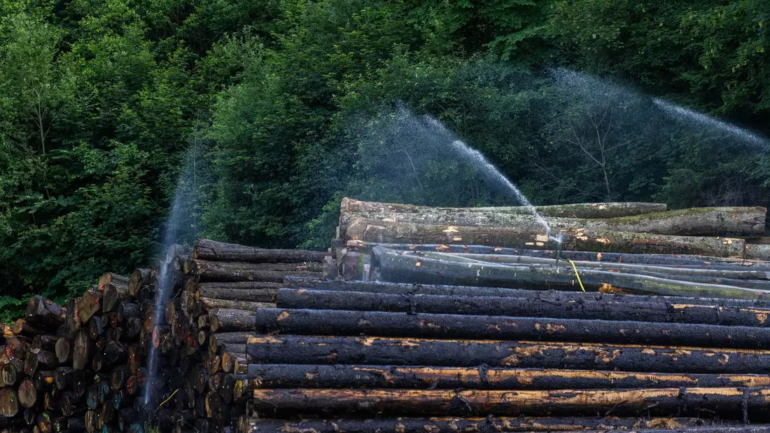 Baumstämme werden bewässert, um die Ausbreitung des Borkenkäfers zu verhindern. - Bild: Philipp von Ditfurth/dpa