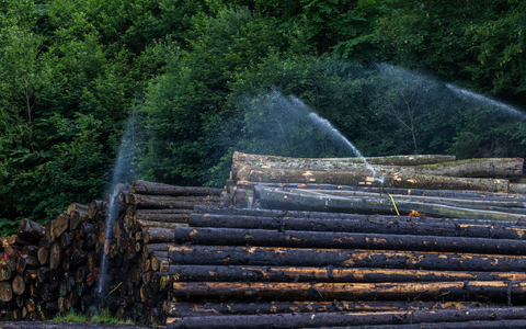 Baumstämme werden bewässert, um die Ausbreitung des Borkenkäfers zu verhindern. - Foto: Philipp von Ditfurth/dpa