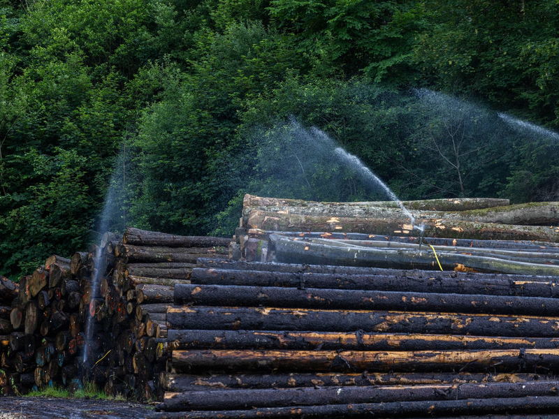 Baumstämme werden bewässert, um die Ausbreitung des Borkenkäfers zu verhindern. - Foto: Philipp von Ditfurth/dpa