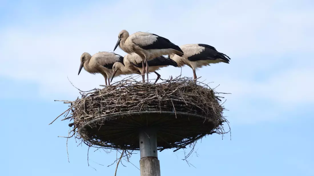 Storch Findus (vorne Mitte) im Nest mit seinen Geschwistern. - Bild: Hans Skov/Storkene.dk/dpa