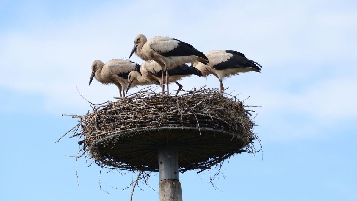 Storch Findus (vorne Mitte) im Nest mit seinen Geschwistern. - Foto: Hans Skov/Storkene.dk/dpa