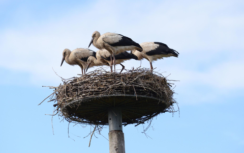 Storch Findus (vorne Mitte) im Nest mit seinen Geschwistern. - Foto: Hans Skov/Storkene.dk/dpa