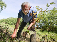 Staudengärtner Martin Beckers pflanzt Schierlings-Wasserfenchel in einem Priel an der Tideelbe bei Howe. - Foto: Christian Charisius/dpa