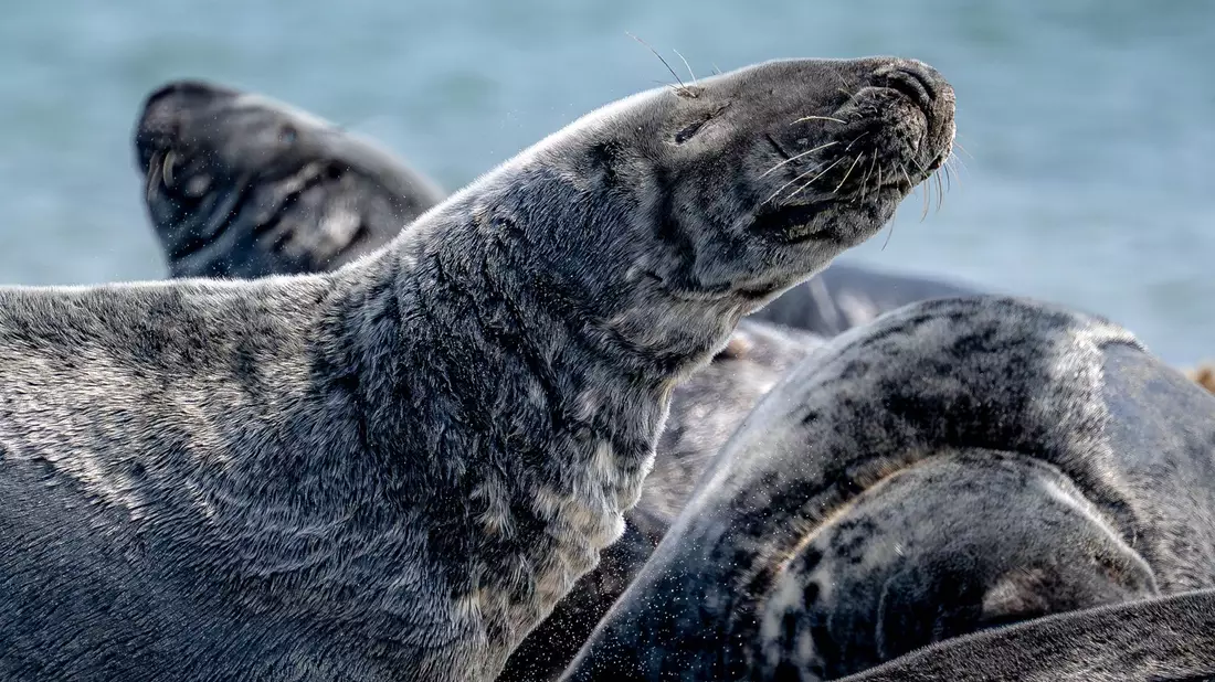 Kegelrobben liegen am Strand auf der Düne vor der Insel Helgoland. - Bild: Sina Schuldt/dpa