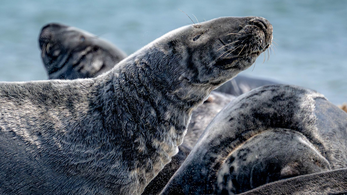 Kegelrobben liegen am Strand auf der Düne vor der Insel Helgoland. - Foto: Sina Schuldt/dpa