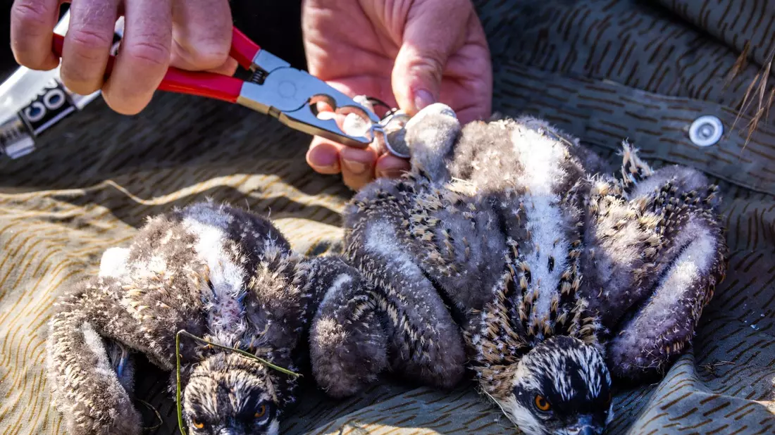 Den beiden etwa zwei Wochen alten Fischadlern werden Markierungsringe angepasst. Die Fänge der Tiere sind jedoch noch zu klein für die Ringe und sie müssen zu einem späteren Zeitpunkt beringt werden. - Bild: Jens Büttner/dpa