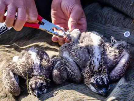 Den beiden etwa zwei Wochen alten Fischadlern werden Markierungsringe angepasst. Die Fänge der Tiere sind jedoch noch zu klein für die Ringe und sie müssen zu einem späteren Zeitpunkt beringt werden. - Foto: Jens Büttner/dpa