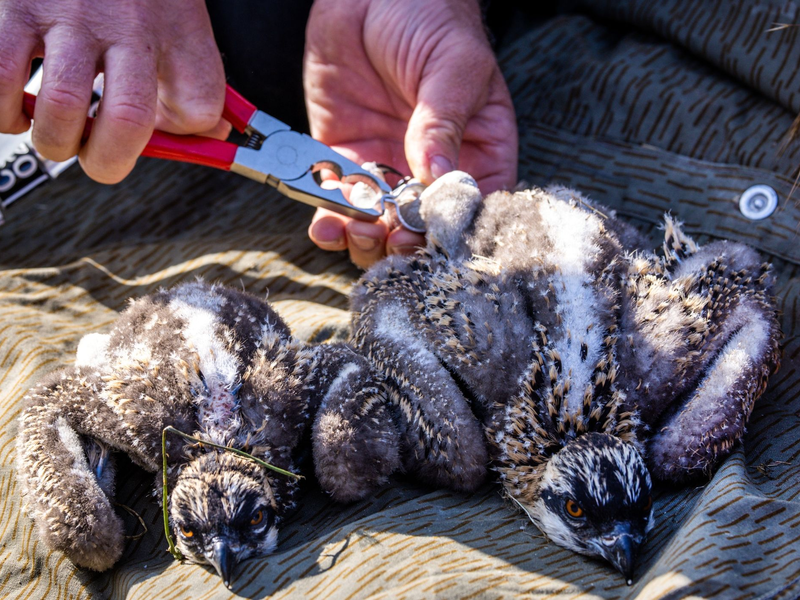 Den beiden etwa zwei Wochen alten Fischadlern werden Markierungsringe angepasst. Die Fänge der Tiere sind jedoch noch zu klein für die Ringe und sie müssen zu einem späteren Zeitpunkt beringt werden. - Foto: Jens Büttner/dpa