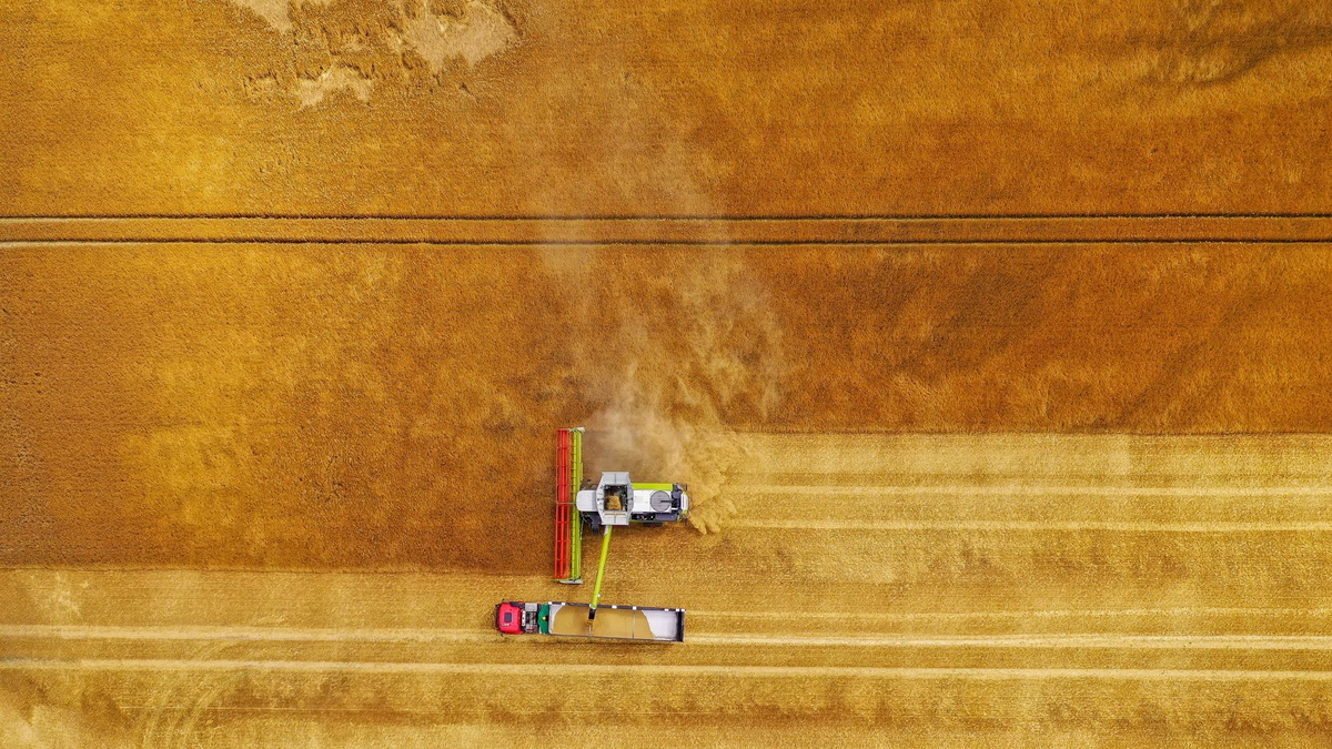 Ein Mähdrescher erntet Wintergerste. Die Landwirte in Sachsen erwarten in diesem Jahr eine durchschnittliche Ernte. Für die Bauern war der Winter zu trocken. - Foto: Jan Woitas/dpa