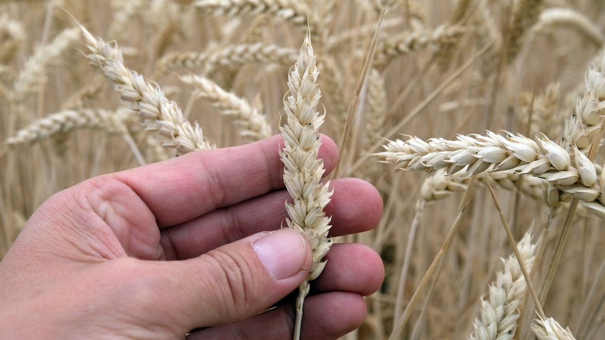 Gentechnisch veränderte Lebensmittel könnten in Zukunft in der EU vermehrt auf den Tellern landen. - Foto: Sebastian Willnow/ZB/dpa