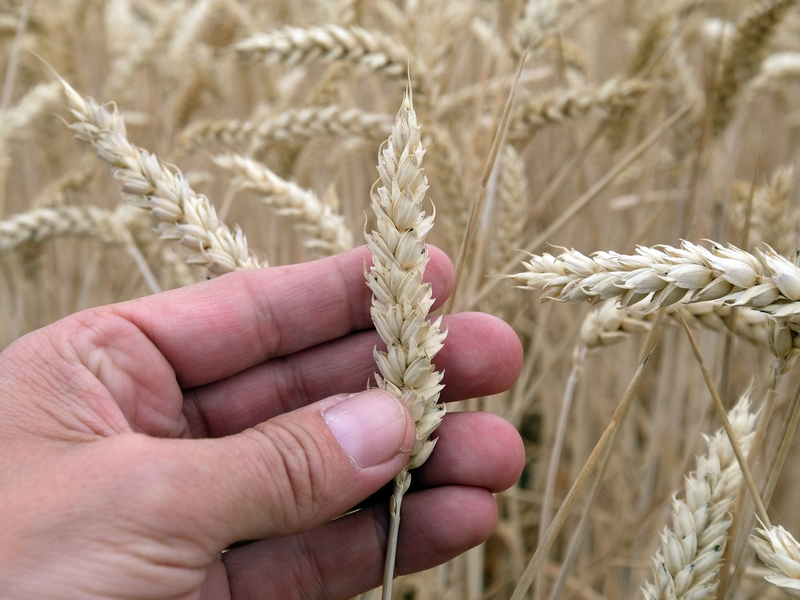 Gentechnik in Lebensmitteln: EU-Kommission plant deutliche Lockerung. - Foto: Sebastian Willnow/ZB/dpa