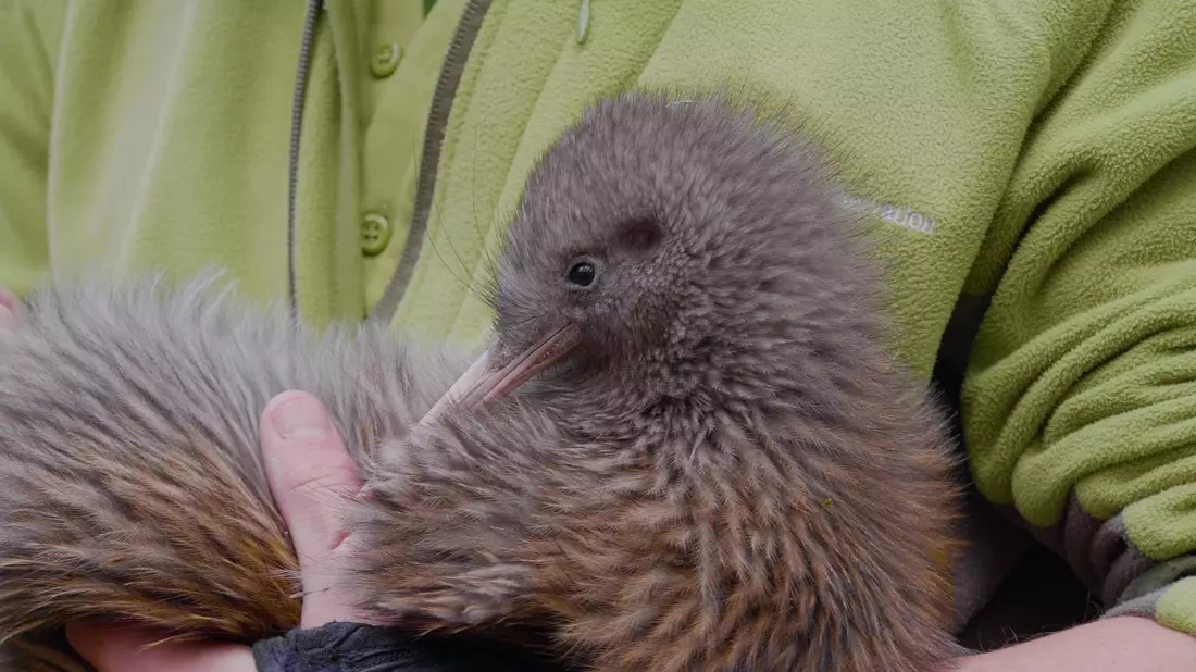 Kiwis sind die kleinsten Laufvögel der Welt und kommen nur in Neuseeland vor. - Bild: Belle Gwilliam/Department of Conservation/dpa