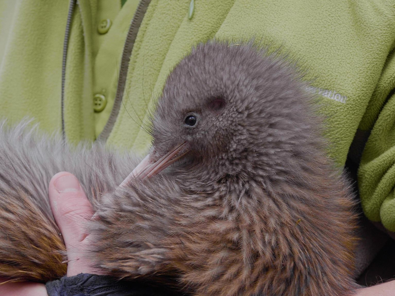 Kiwis sind die kleinsten Laufvögel der Welt und kommen nur in Neuseeland vor. - Foto: Belle Gwilliam/Department of Conservation/dpa